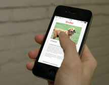 Les Échos de l’industrie: DentsuBos aide Adoption animale Rosie à jumeler des chiens esseulés avec des maîtres.