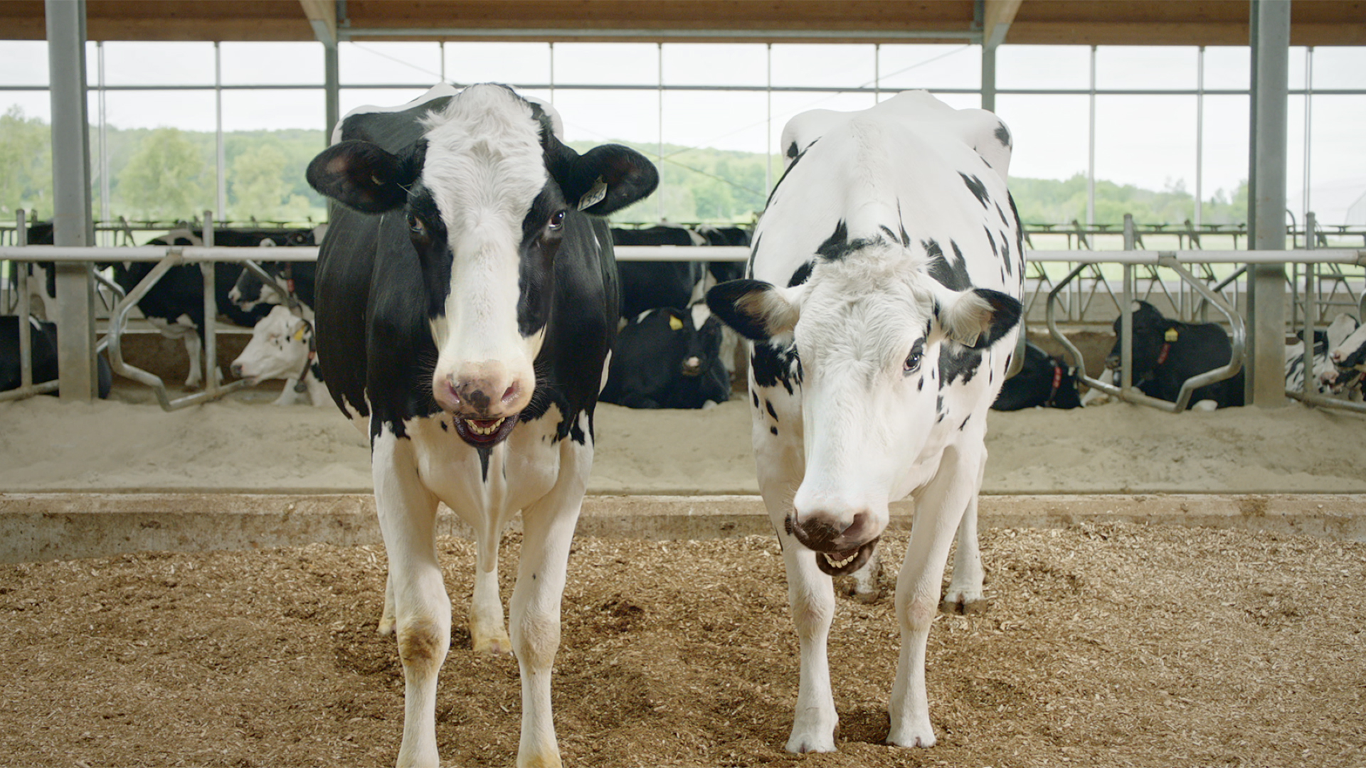 Vache Quebec « Solidement actuel » : le nouveau positionnement des Producteurs de ...