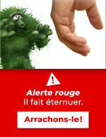 L’arrondissement de Ville-Marie lance une campagne de sensibilisation originale contre l’herbe à poux