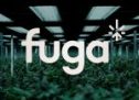 lg2 fait fleurir l’image du Groupe Fuga
