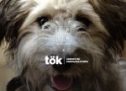 La SPCA de Montréal fait confiance à tök communications pour la gestion de ses relations publiques