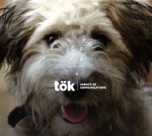 La SPCA de Montréal fait confiance à tök communications pour la gestion de ses relations publiques