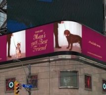 Humane Canada, Toronto Humane Society et Sid Lee célèbrent le meilleur ami de l’homme