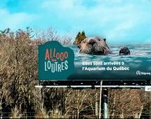 adviso et la Sépaq célèbrent l’arrivée de quatre loutres à l’Aquarium du Québec